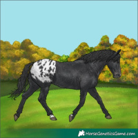 Horse Color:Black Appaloosa 