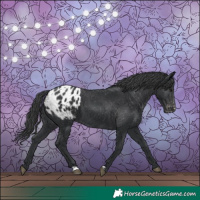 Horse Color:Black Blanket