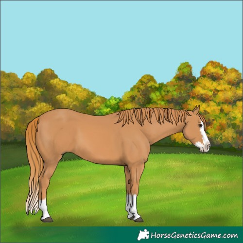 Horse Color:Chestnut Splash 