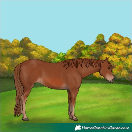 Horse Color:Chestnut 