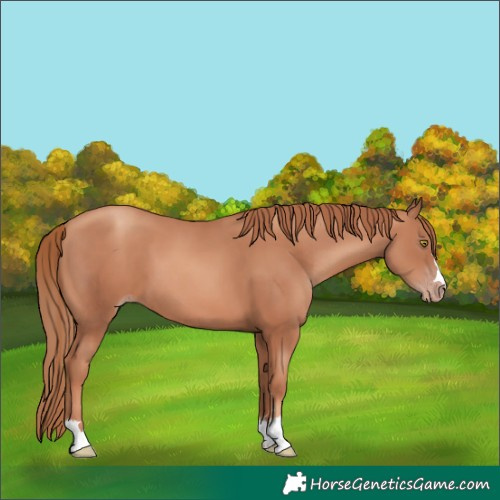 Horse Color:Gold Champagne