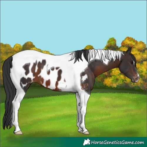 Horse Color:Brown Tobiano Appaloosa