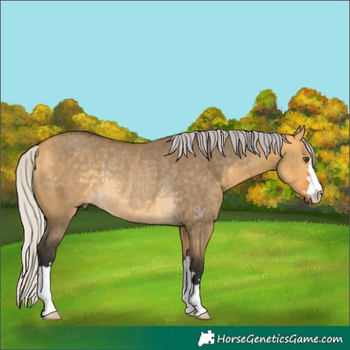 Horse Color:Silver Buckskin Dun Rabicano