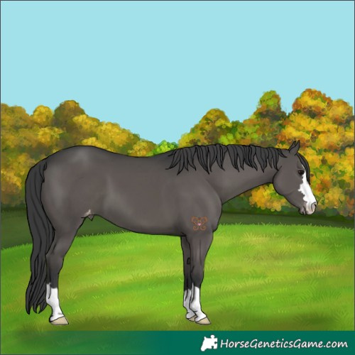 Horse Color:Black Appaloosa 