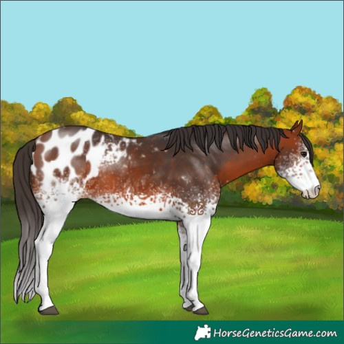 Horse Color:White Spotted Bay Appaloosa