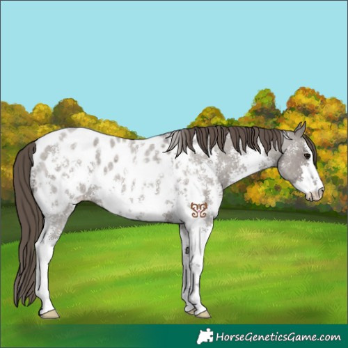 Horse Color:Smoky Grullo Roan Sabino Appaloosa 