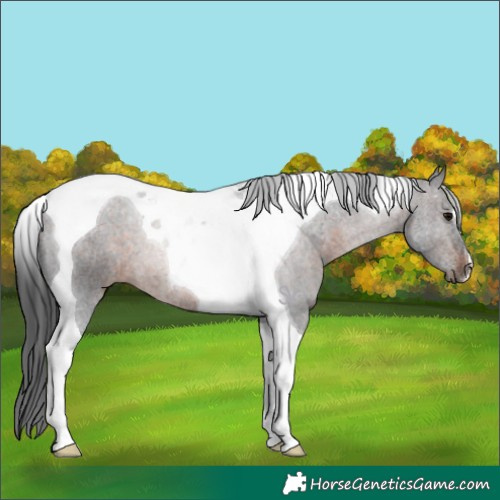 Horse Color:Brown Tobiano