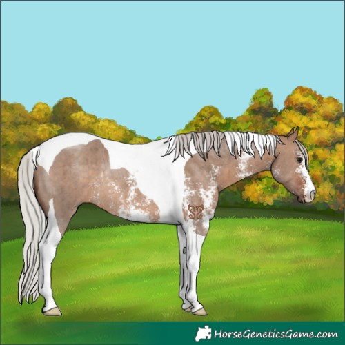 Horse Color:Silver Brown Dun Sabino Tobiano Rabicano Brindle