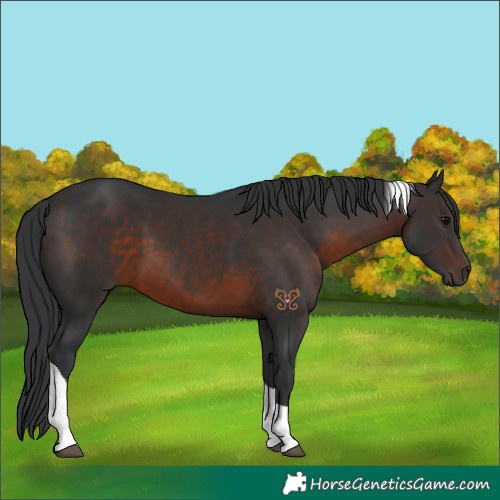 Horse Color:Brown Tobiano