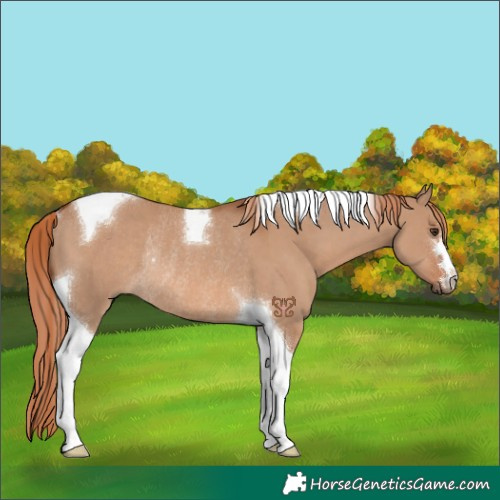Horse Color:Red Dun Tobiano Rabicano 