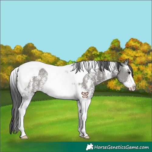 Horse Color:Black Sabino Tobiano Rabicano 