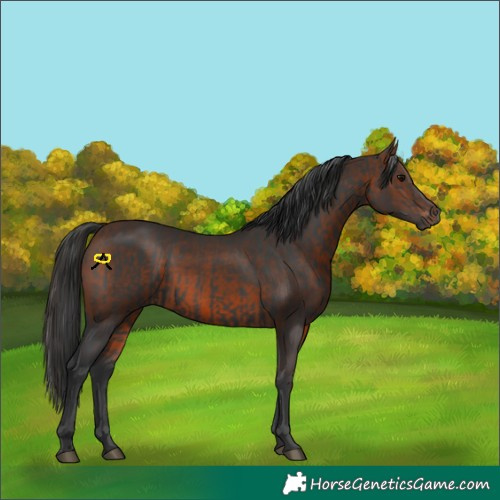 Horse Color:Black and Brown