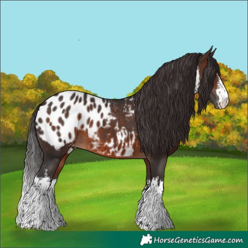 Horse Color:White Spotted Brown Appaloosa 