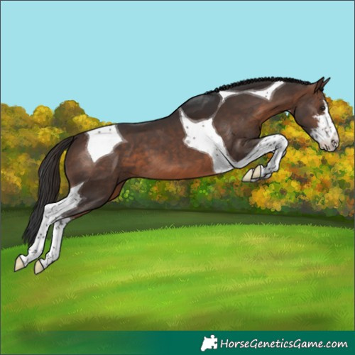 Horse Color:White Spotted Brown Tobiano
