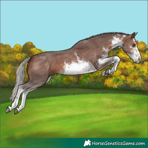 Horse Color:White Spotted Silver Brown Sabino