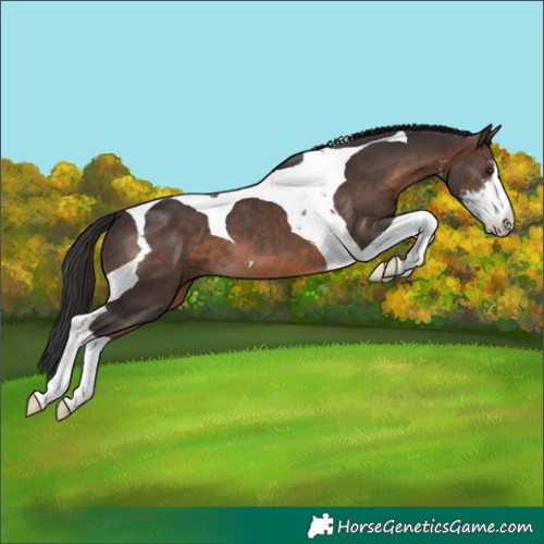 Horse Color:White Spotted Brown Tobiano
