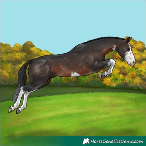 Horse Color:White Spotted Brown