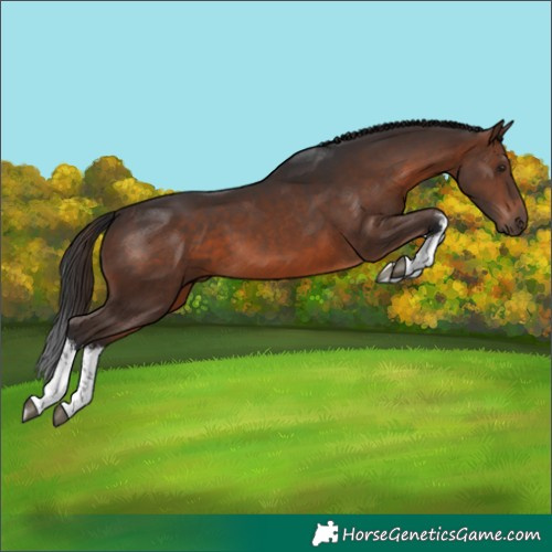 Horse Color:White Spotted Brown 