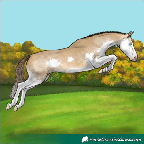 Horse Color:White Spotted Sable Cream Champagne Splash