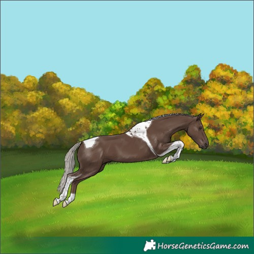 Horse Color:Silver Black Tobiano 
