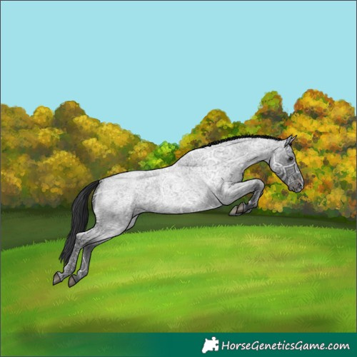 Horse Color:Blue Ice Roan