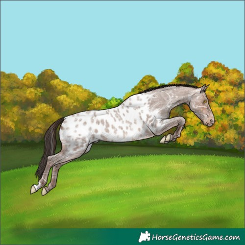 Horse Color:Sable Champagne Ice Roan Appaloosa