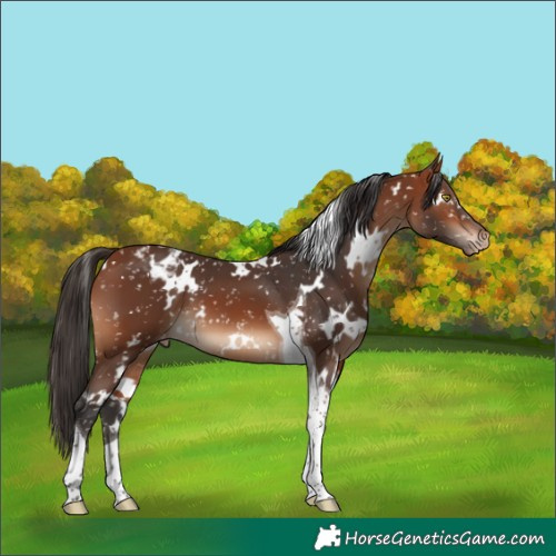 Horse Color:White Spotted Bay Tobiano Appaloosa