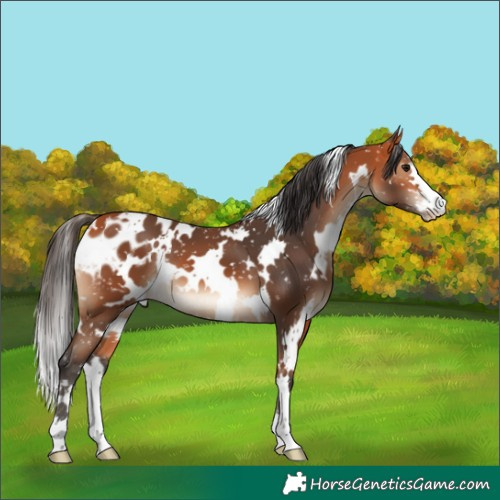 Horse Color:White Spotted Bay Appaloosa