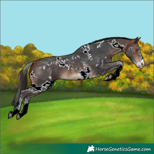 Horse Color:White Spotted Bay Sabino 