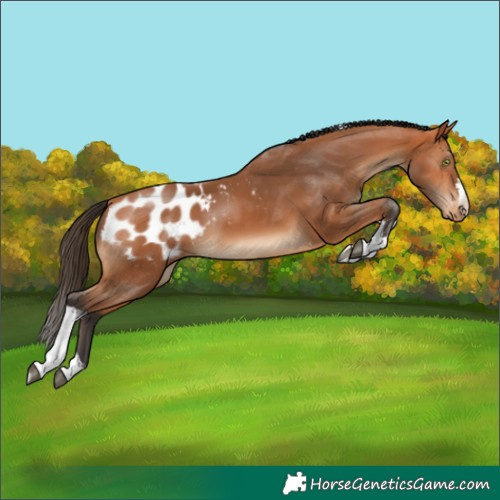 Horse Color:Bay Tobiano Appaloosa 