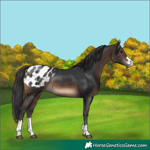 Horse Color:Brown Appaloosa Rabicano 