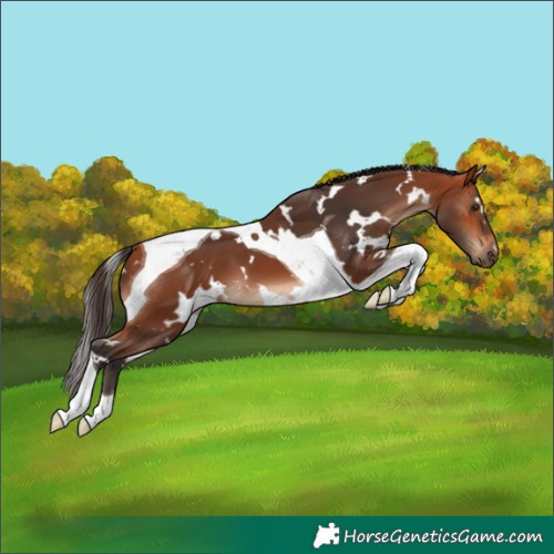 Horse Color:White Spotted Bay Tobiano 