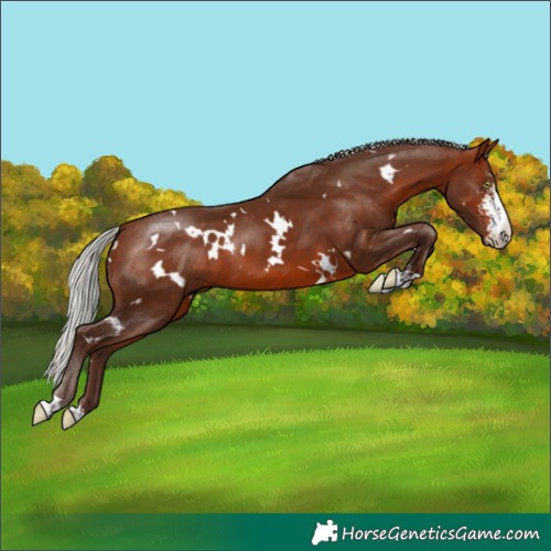 Horse Color:White Spotted Silver Bay Sabino