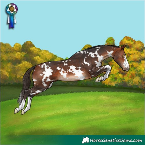 Horse Color:White Spotted Bay 