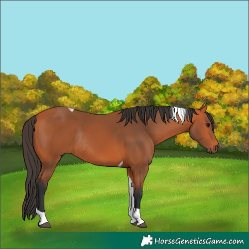 Horse Color:Bay Tobiano Rabicano