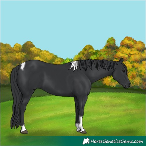 Horse Color:Black Tobiano