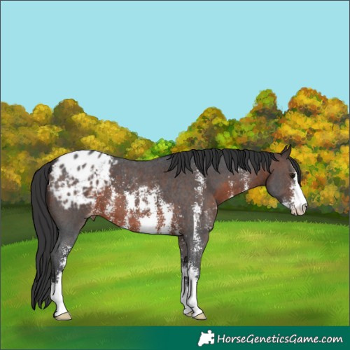 Horse Color:Brown Sabino Appaloosa 