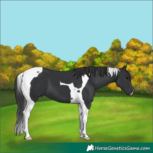 Horse Color:Black Tobiano