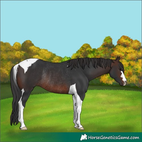 Horse Color:Brown Tobiano Rabicano