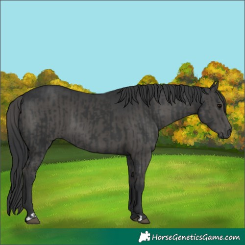 Horse Color:Black  and Black 