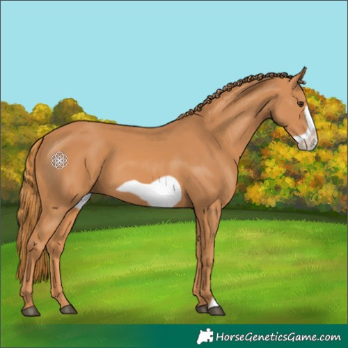 Horse Color:Chestnut Frame