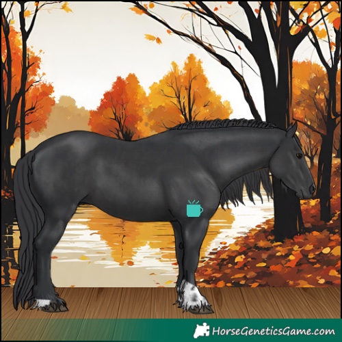 Horse Color:Black  and Black 