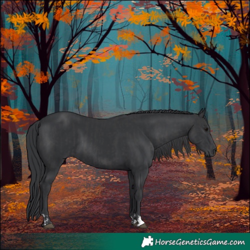 Horse Color:Black and Black