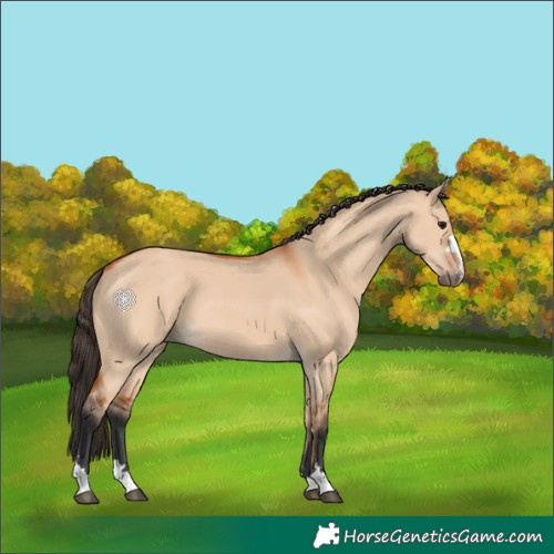 Horse Color:Bay Dun 
