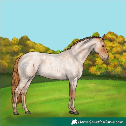 Horse Color:Red Roan