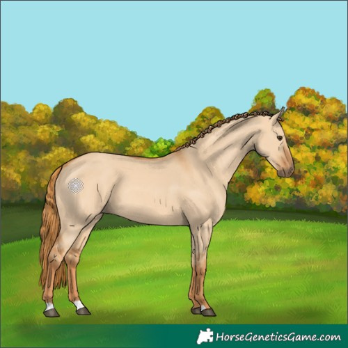 Horse Color:Red Dun