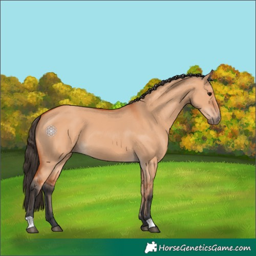 Horse Color:Bay Dun