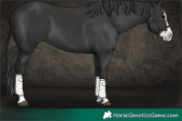 Horse Color:Black Splash and Black Splash