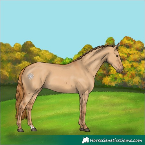 Horse Color:Red Dun