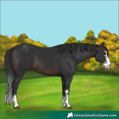 Horse Color:Brown Sabino 